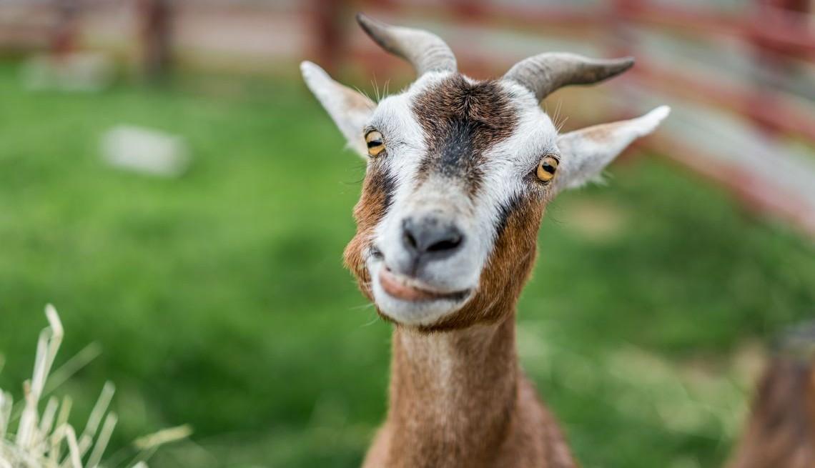 Goat